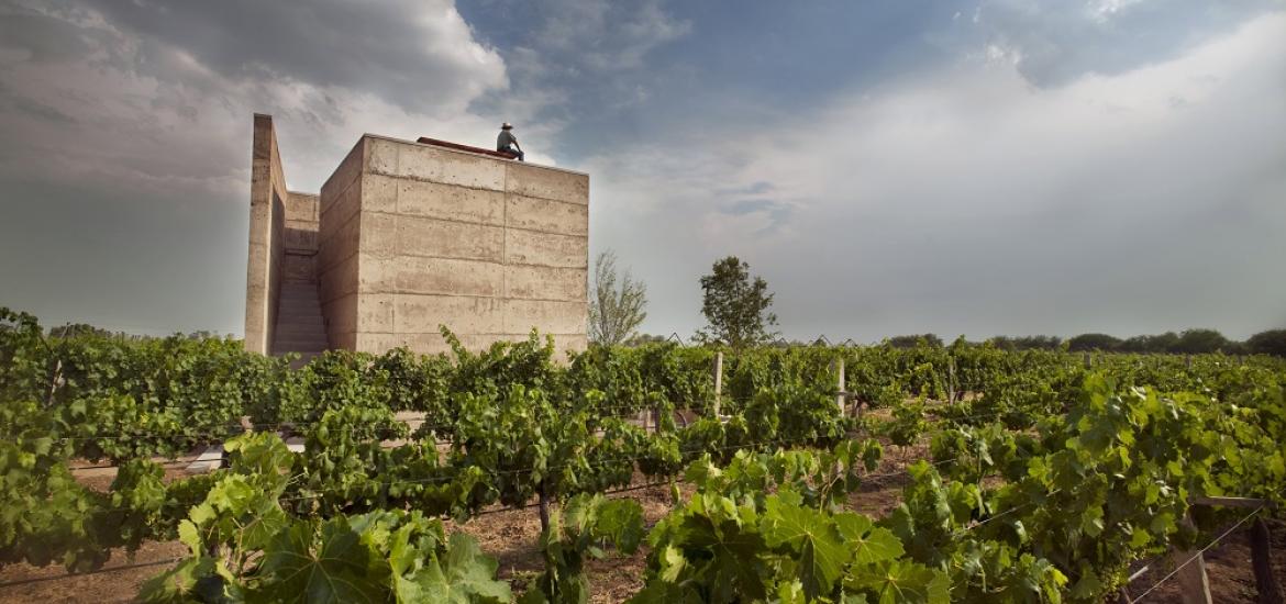 Pagina Zero - Cuna de Tierra VIÑEDO EN DOLORES HIDALGO