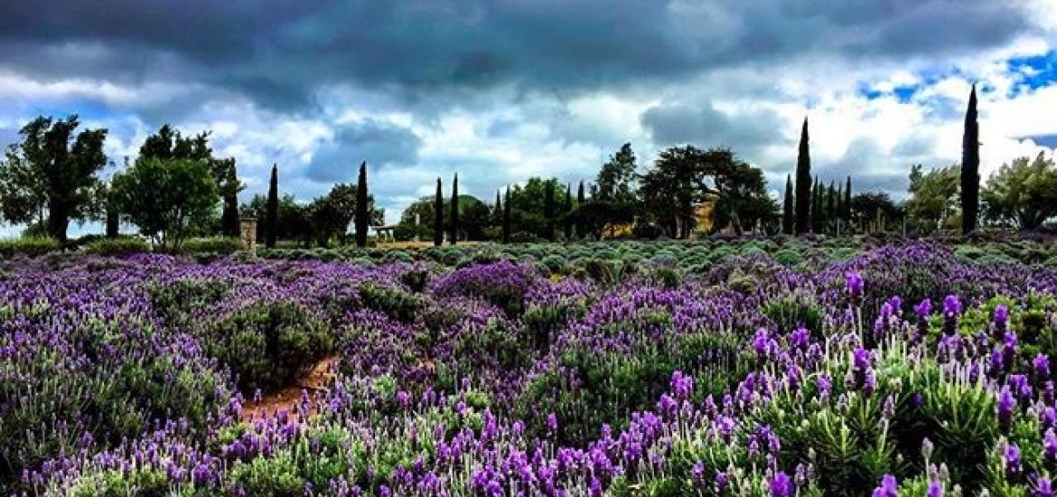 Pagina Zero - Lavendar Field. Campo de Lavanda