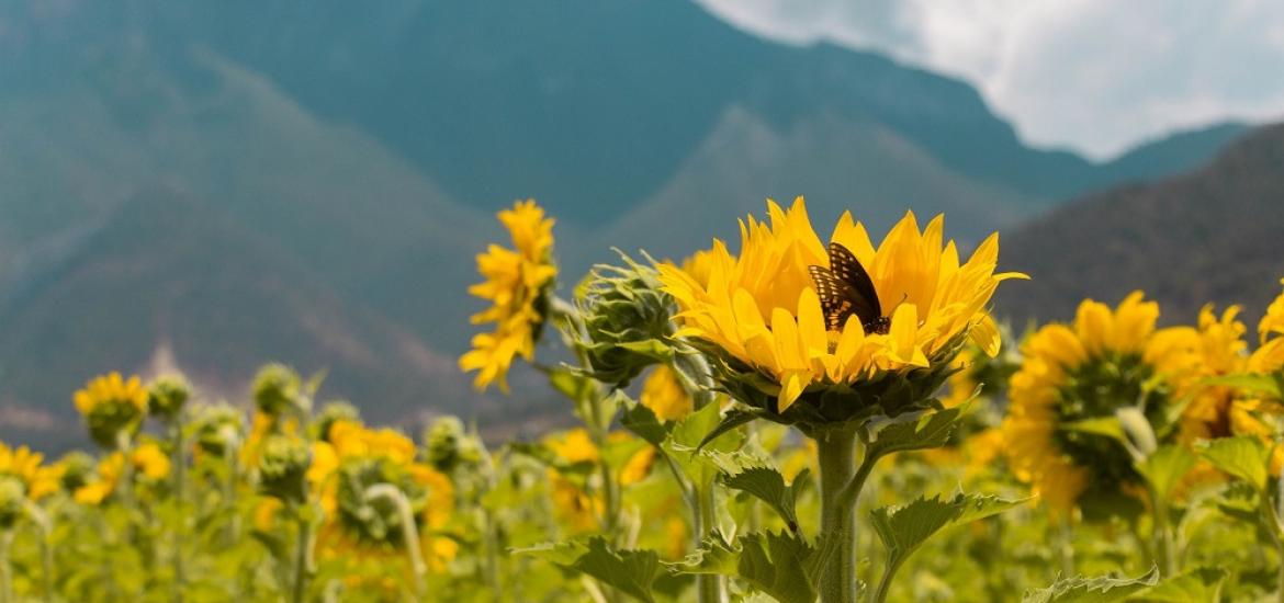 CAMPO DE GIRASOLES SANTIAGO NL