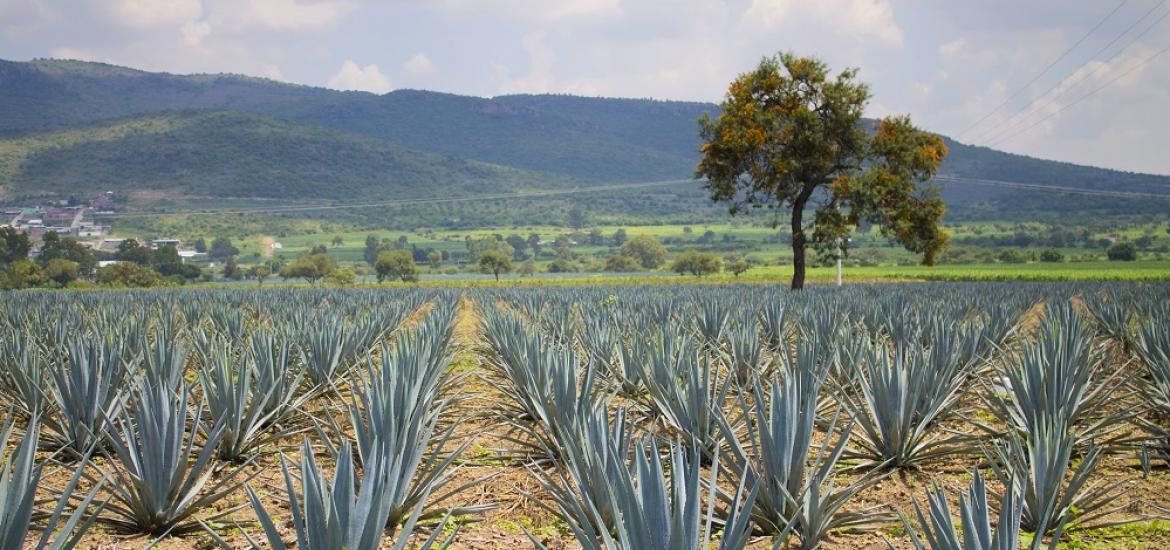 Tequilera Huanimaro