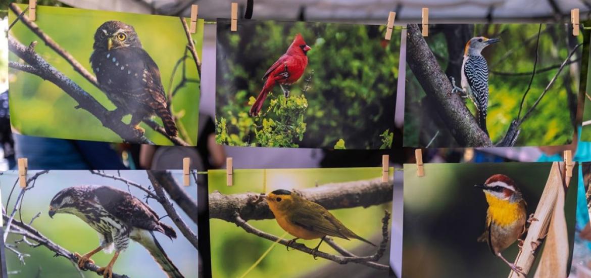 FESTIVAL DE LAS AVES DEL NORESTE DE MÉXICO