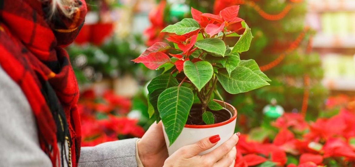 flor de nochebuena