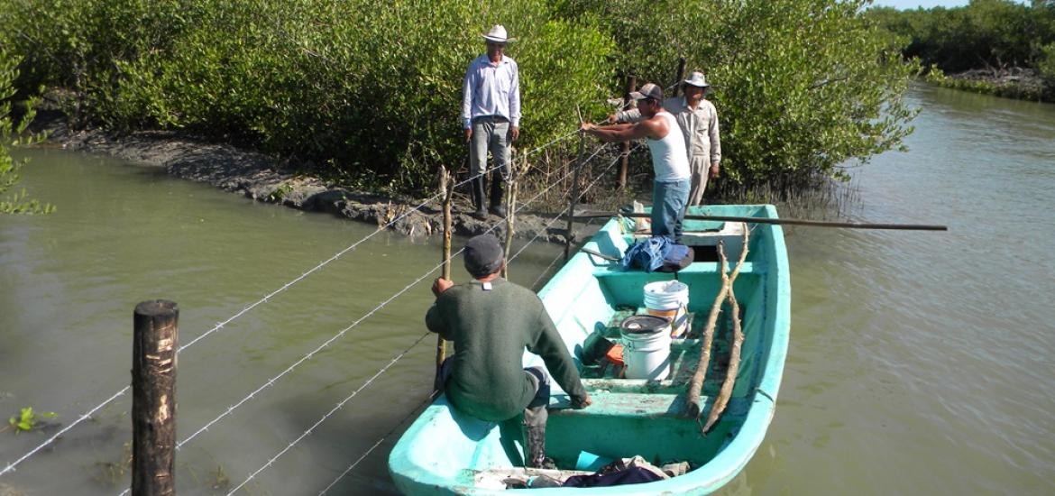 manglar mexicano