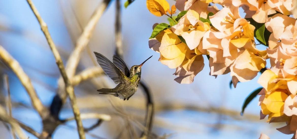 aves-en-san-blas-colibri-pico