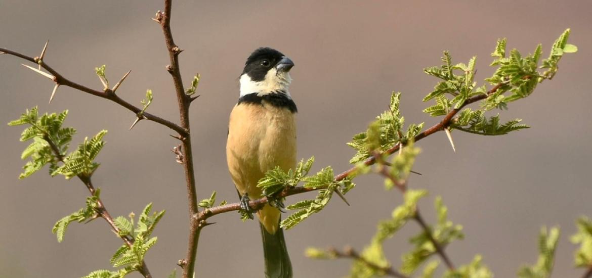 FestivaldelasAves2025