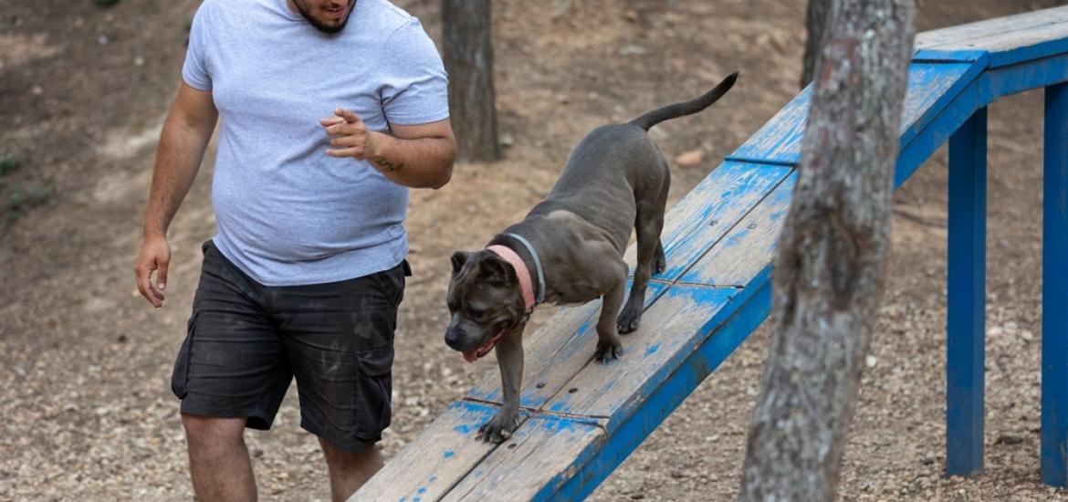 Actividad_física_mascota