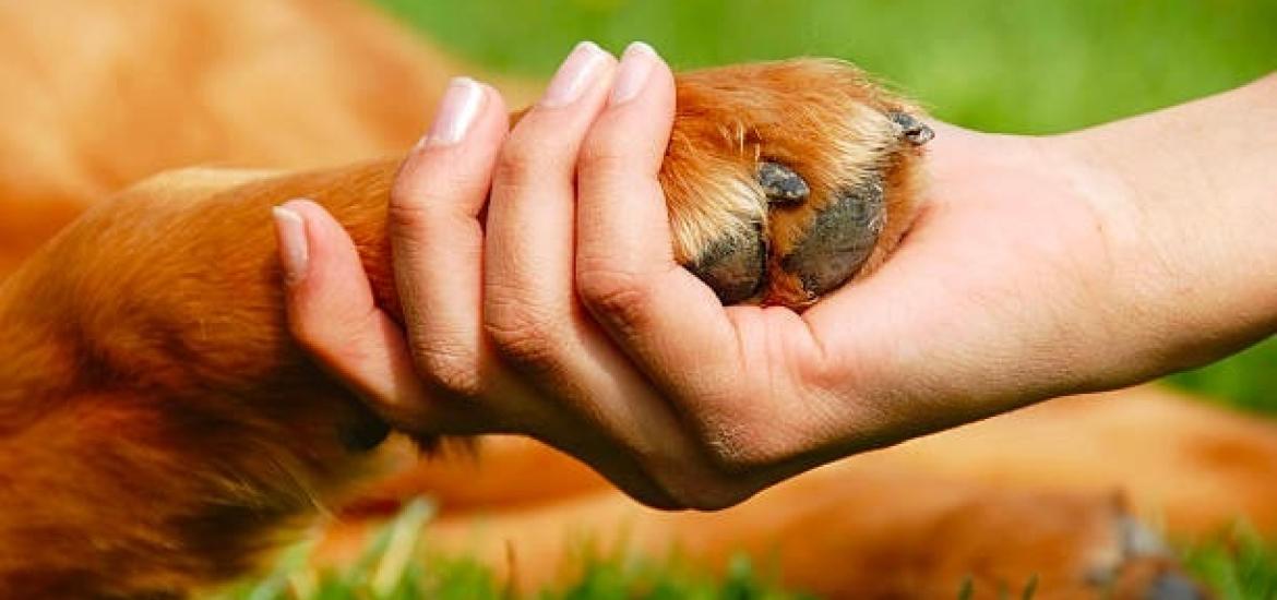 DíaMundialdelOneHealth