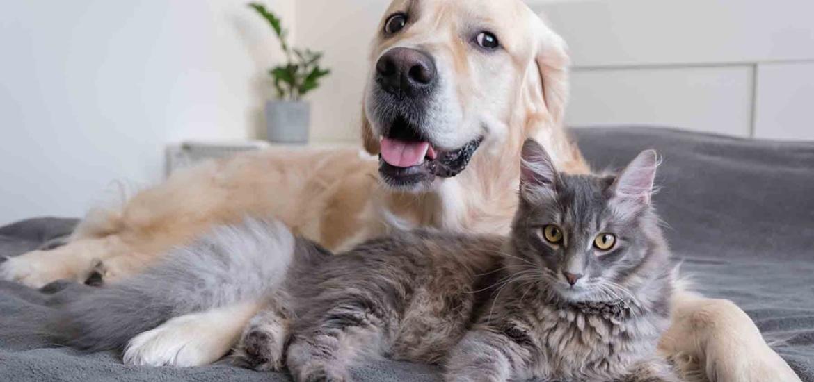 animalesdecompania