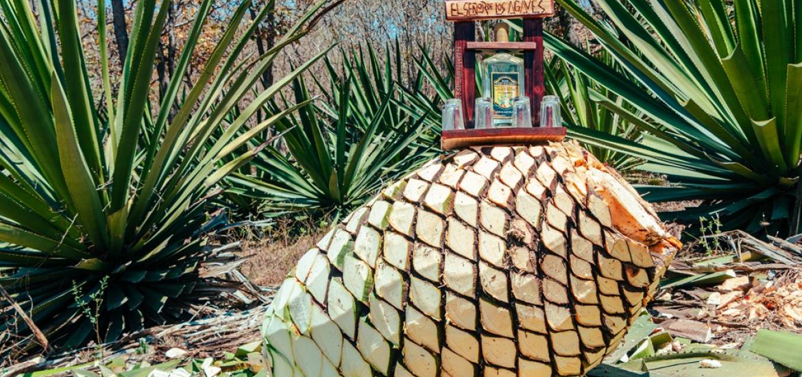 agave_colima
