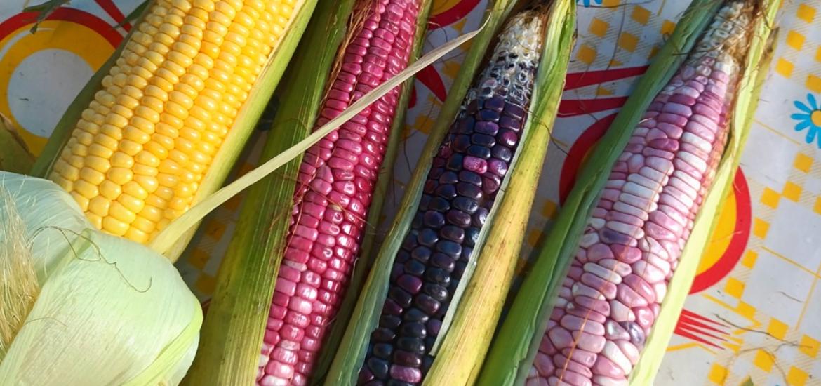 elotes