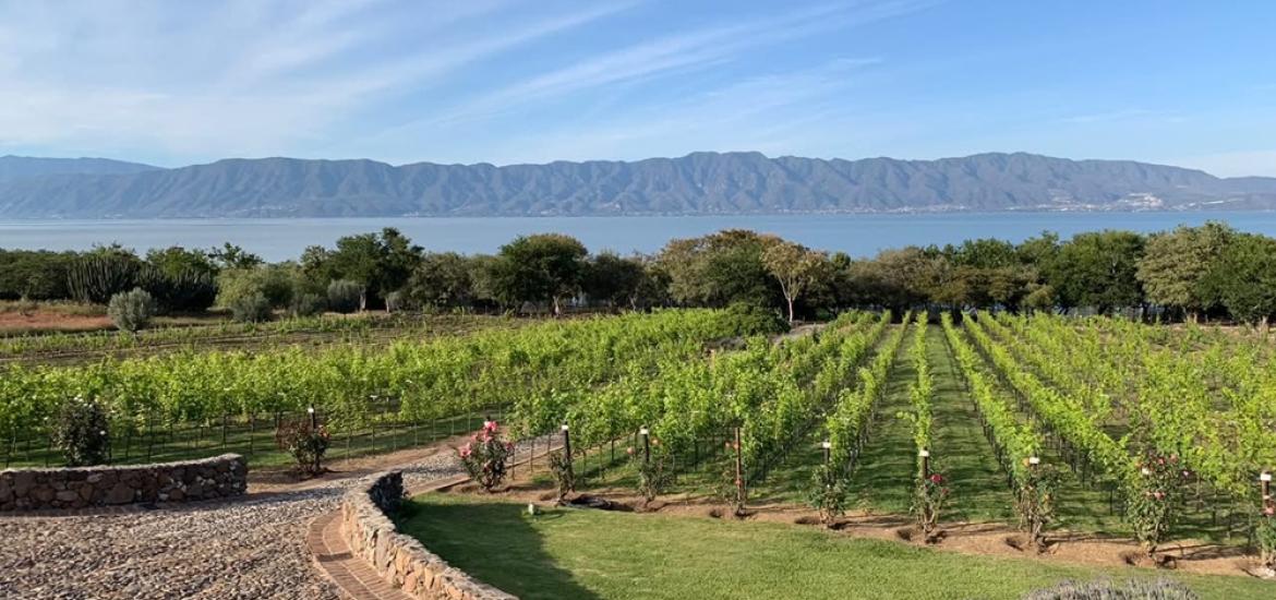 lagochapala