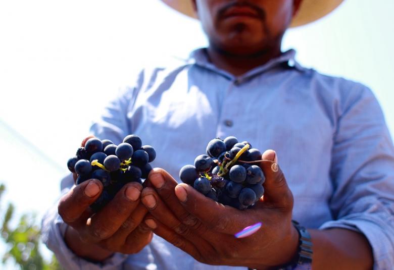 Página Zero - Provino