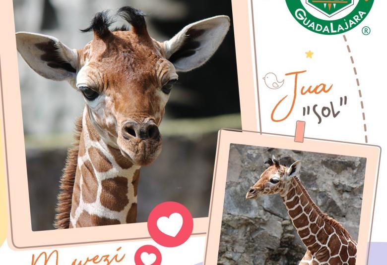 Página Zero - Zoológico Guadalajara Jua y Mwezi
