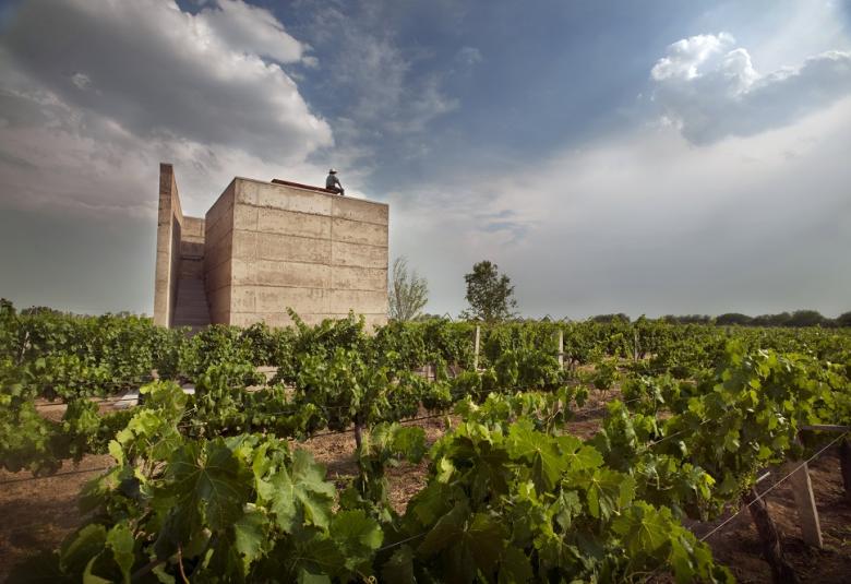 Pagina Zero - Cuna de Tierra VIÑEDO EN DOLORES HIDALGO