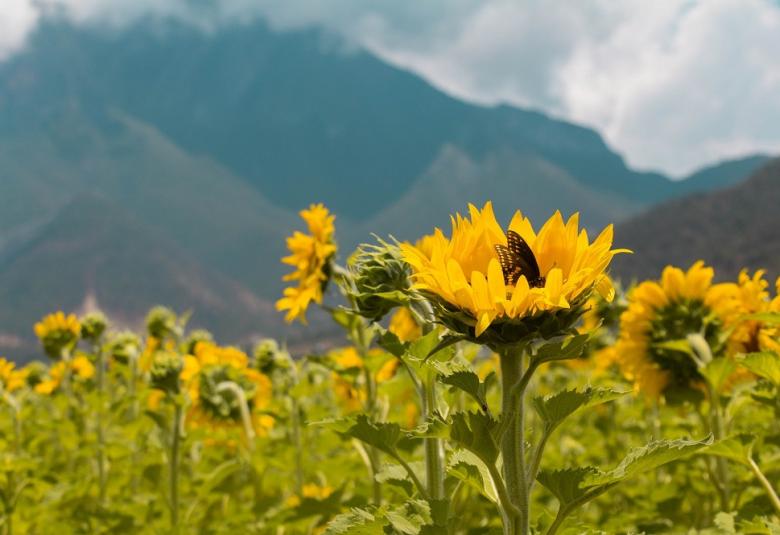 CAMPO DE GIRASOLES SANTIAGO NL