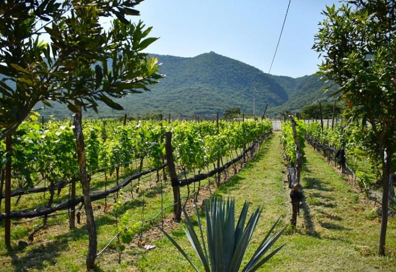 vino mexicano jalisco