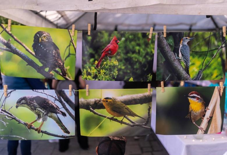 FESTIVAL DE LAS AVES DEL NORESTE DE MÉXICO