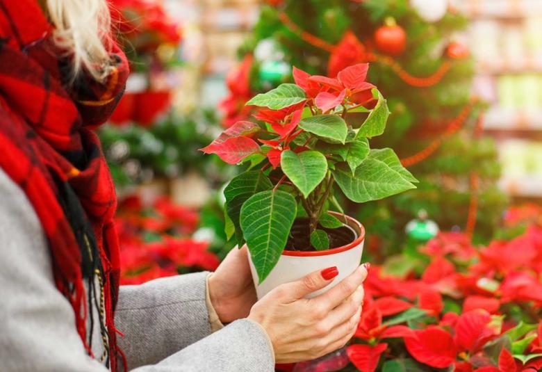 flor de nochebuena
