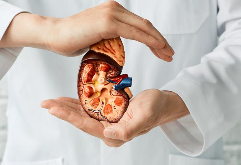 Cuidar tus riñones es más fácil de lo que crees. Mantente activo, come saludable, hidrátate bien y evita consumir medicamentos sin indicación médica