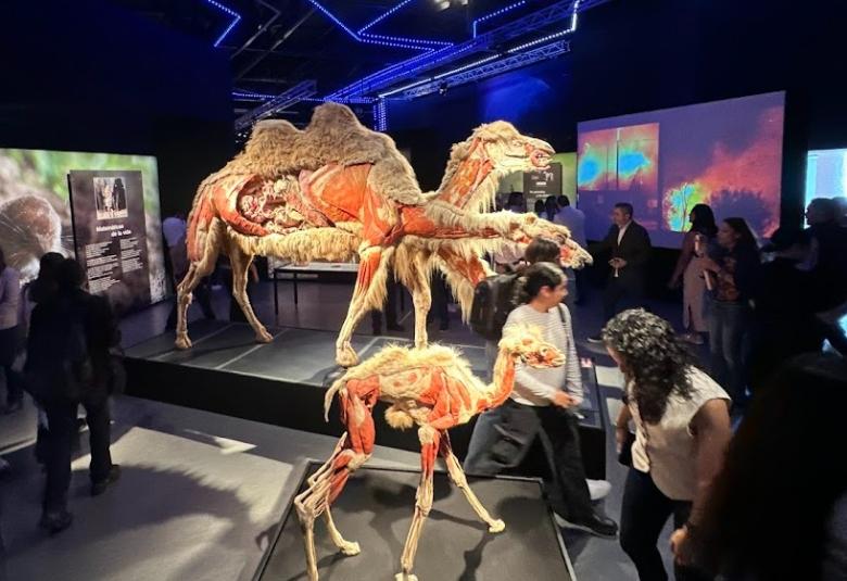 Body_Worlds