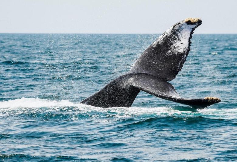 ballenas_nayarit