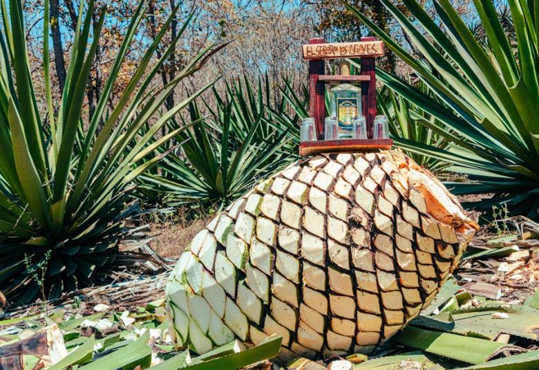 agave_colima