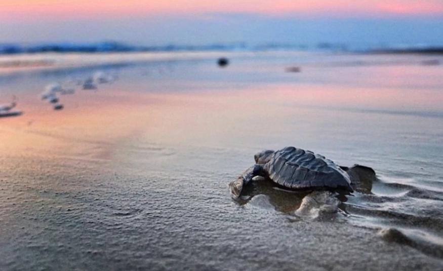 Visit Nayarit