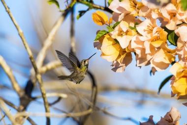 aves-en-san-blas-colibri-pico