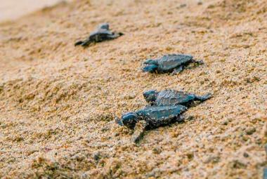 Vive una experiencia que sana el alma mientras ayudas a proteger una especie milenaria en paraísos nayaritas