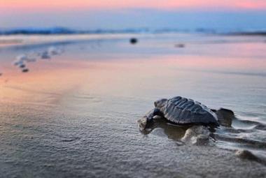 Visit Nayarit