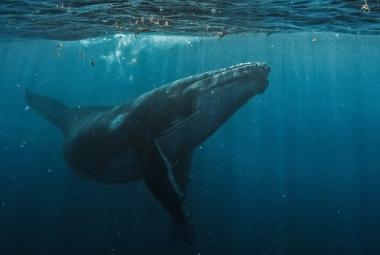 ballenas