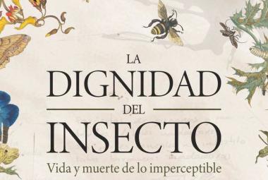 dignidadinsecto