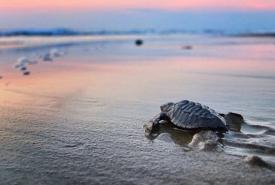Visit Nayarit
