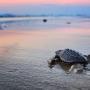 Visit Nayarit