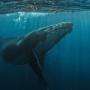 ballenas